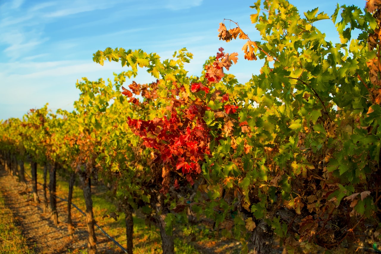 Lambrusco Grasparossa di Castelvetro: il più corposo